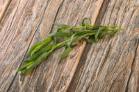 Fresh Herb - Tarragon