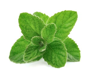 Fresh Herb - Mint
