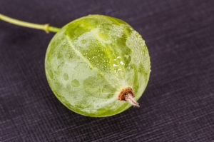 Frozen Gooseberries