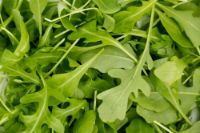 Fresh Rocket